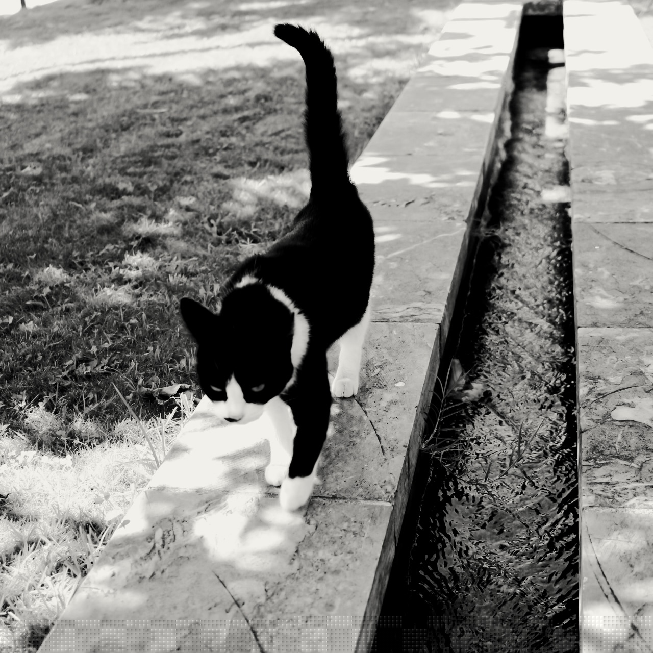 Chat