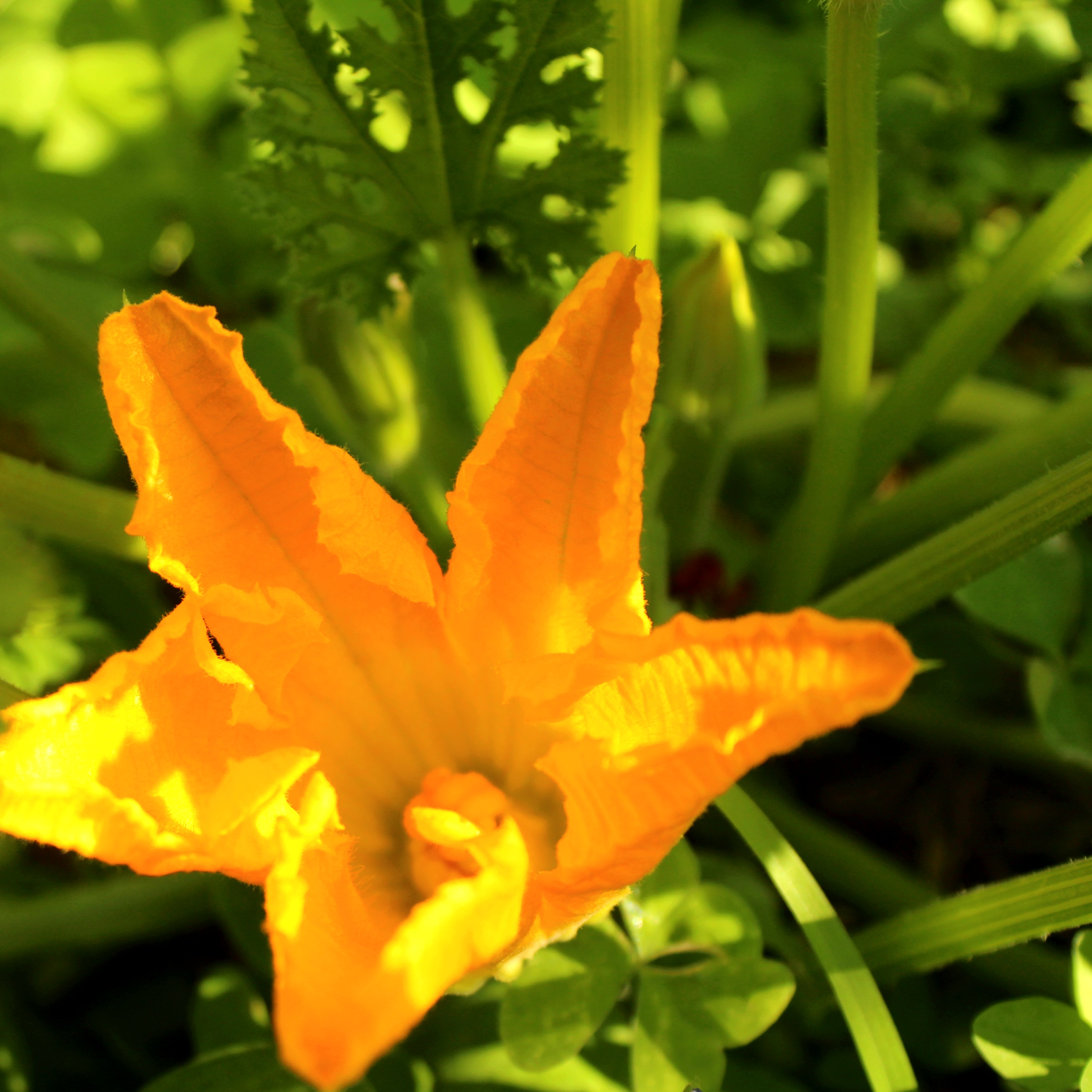 Fleur de courge