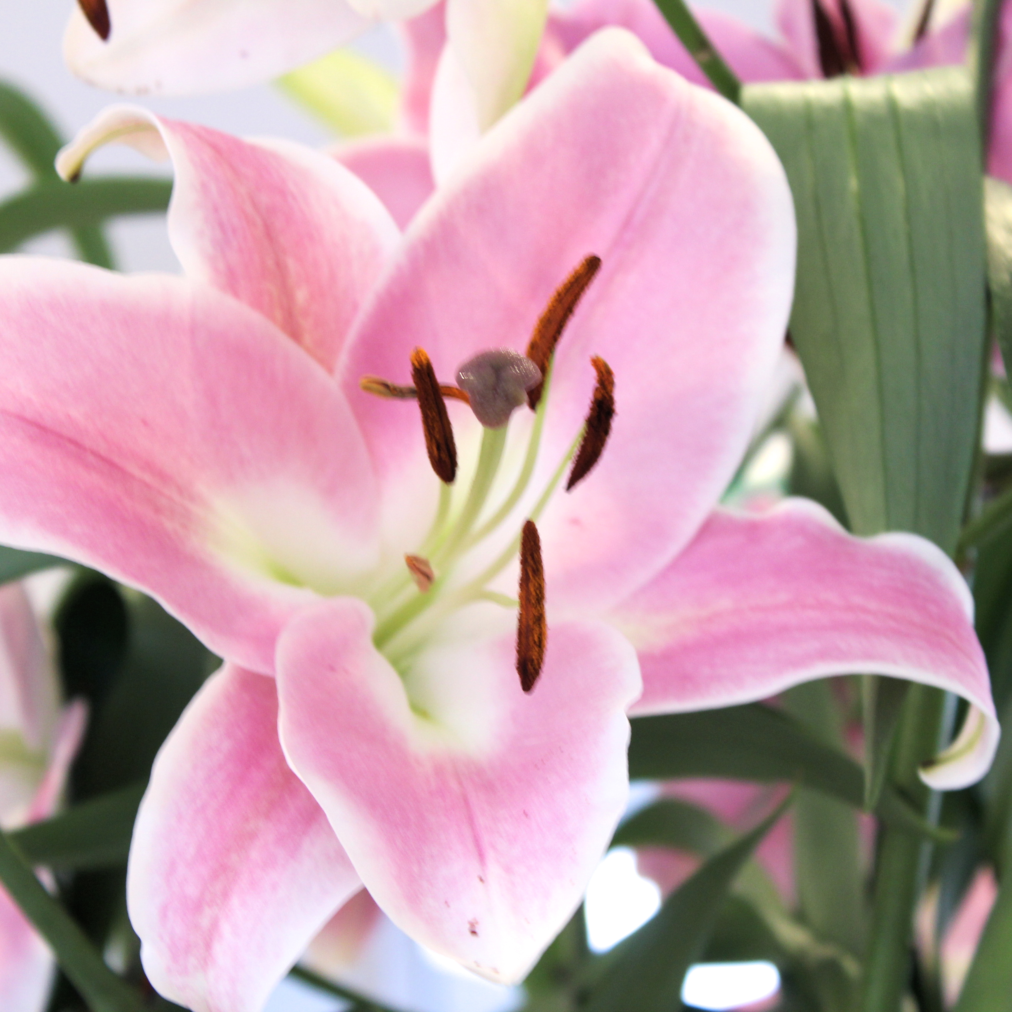 Fleur