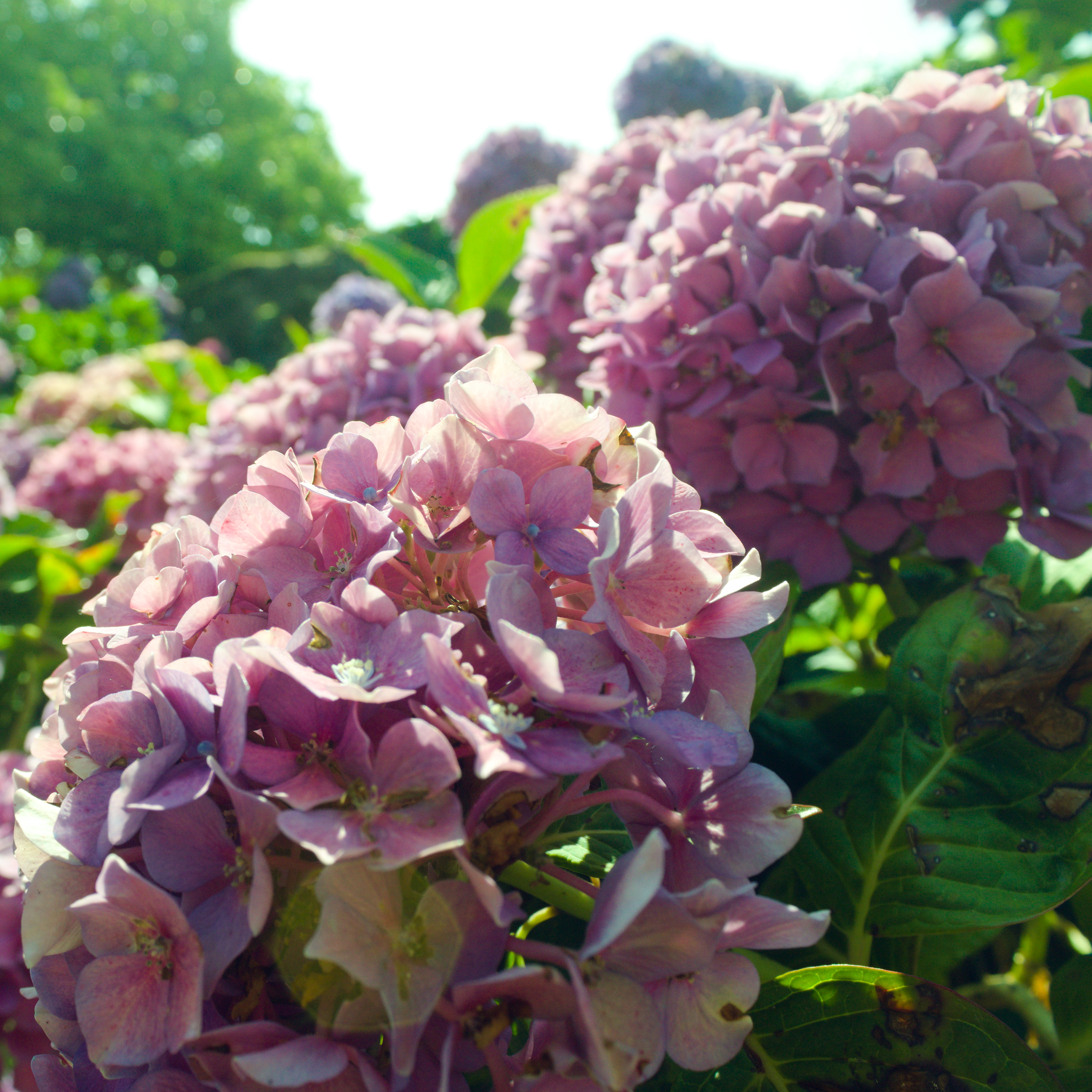 Hortensias